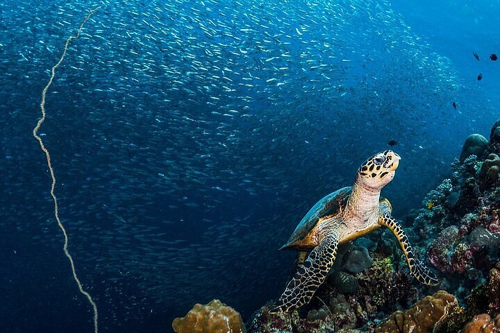 Centenarian-Sea-Turtle-Rescued-Off-Moalboal-After-Boat-Propeller-Injury